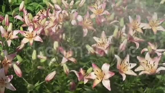 美丽的花园百合花百合花和水倒在花园库存录像视频视频的预览图