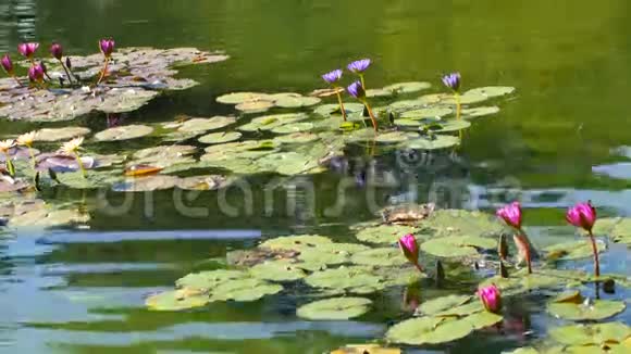 百合花在池塘里视频的预览图