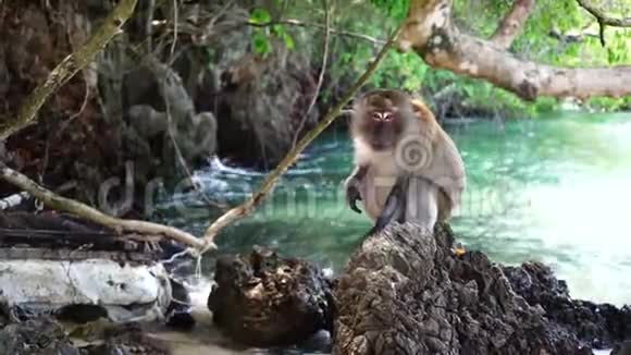 泰国海滩上坐在石头上的猴子视频的预览图