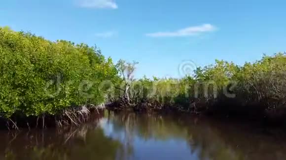 美国佛罗里达州大沼泽地市在红树林乘飞机游览视频的预览图