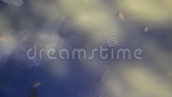 蝌蚪弹出呼吸空气视频的预览图