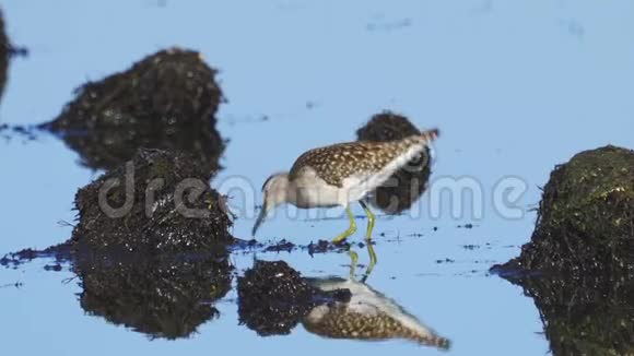 鸟伍德桑迪珀特林加克鲁拉穿过沼泽视频的预览图