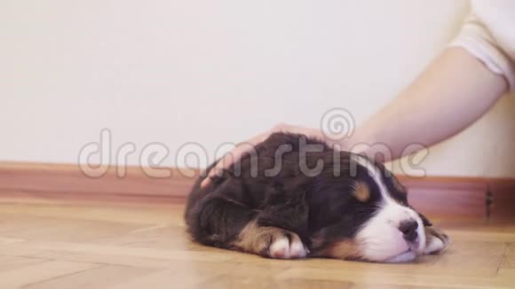 女人的手抚摸着睡在地板上的小狗视频的预览图