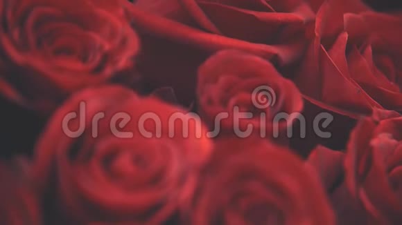 模糊的视频美丽的大红色玫瑰花束视频的预览图