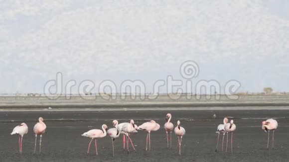 纳特龙湖上的火烈鸟殖民地小火烈鸟学名腓尼基普勒斯小调坦桑尼亚非洲4k视频的预览图