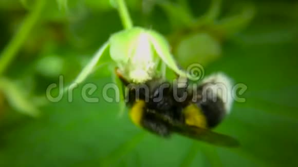 大黄蜂从树莓灌木中采集花蜜慢动作背景模糊视频的预览图