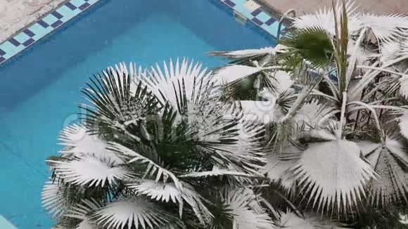 棕榈在第一次降雪视频的预览图