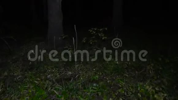 秋天穿过森林的夜晚视频视频的预览图
