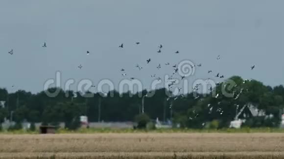 一群鸽子在麦田上空盘旋视频的预览图