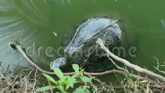 海龟是池塘里的爬行动物视频的预览图