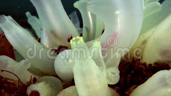 巴伦支海海底的白色海绵团视频的预览图