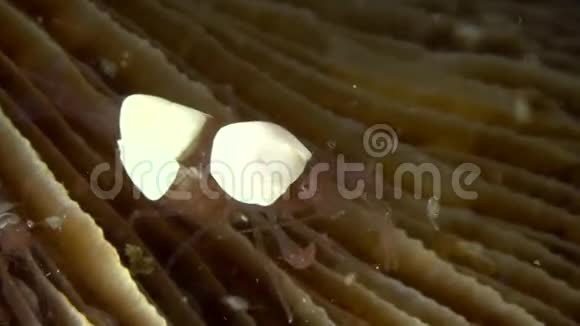 龙贝海峡夜宵鸡蛋壳虾火腿肠菌棒视频的预览图