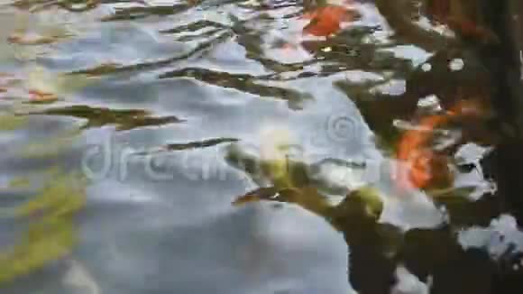泰国UdonThani花园的水塘游泳的鲤鱼或锦鲤鱼视频的预览图