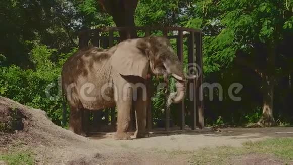 大象在动物园吃草视频的预览图