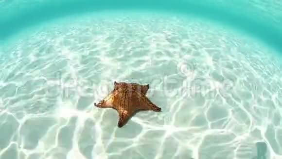 美丽的加勒比海之星与光视频的预览图