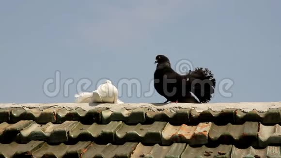 白色和黑色的鸽子在屋顶上咕咕叫鸽子和平的象征视频的预览图