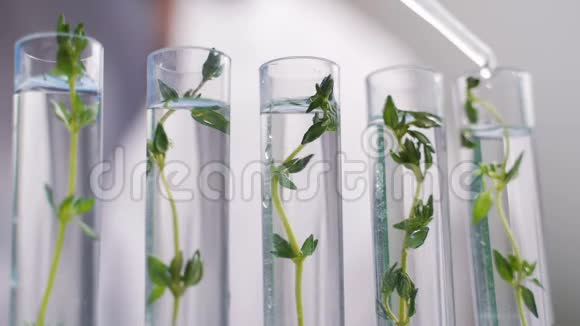 科学家在实验室的试管中与植物合作视频的预览图