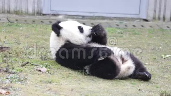 小熊猫宝宝正躺在草地上视频的预览图