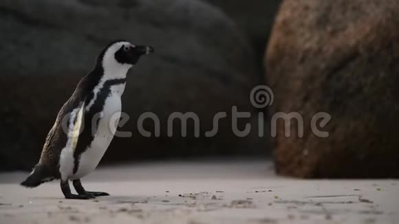 非洲企鹅用嘴清洁羽毛科学名称雪碧又称黑企鹅和黑企鹅视频的预览图