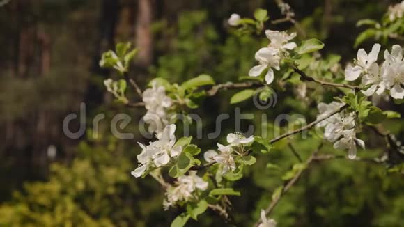 春天森林背景下的白苹果开了花视频的预览图