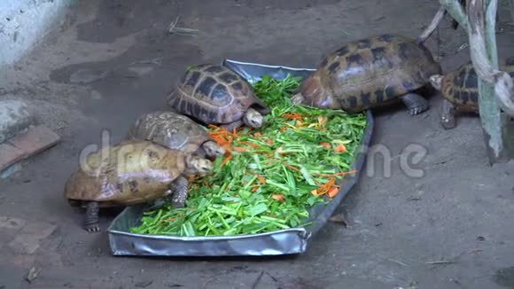 亚洲小海龟吃新鲜蔬菜视频的预览图