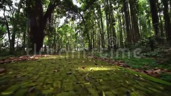 长满青苔的铺路板穿过雨林小路视频的预览图