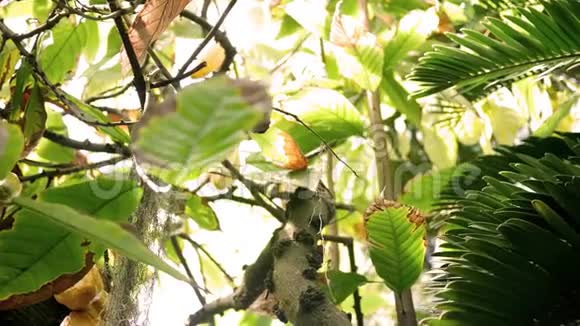 丛林植物在下午的阳光下视频的预览图
