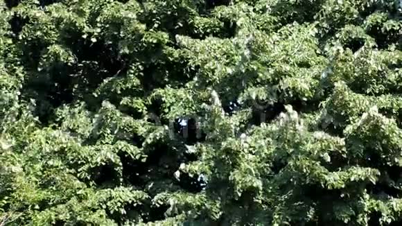 树留下背景视频的预览图