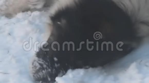 狗躺在雪地里玩耍视频的预览图
