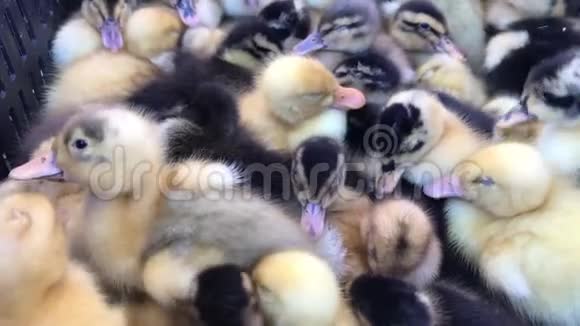 农场里的小鸭子和可爱的小黄鸭视频的预览图