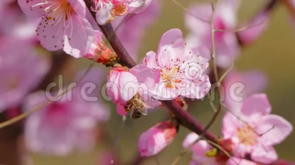 蜜蜂从花中采集花蜜特写镜头视频的预览图