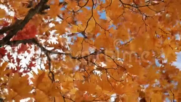秋天的树叶在树上摆动视频的预览图
