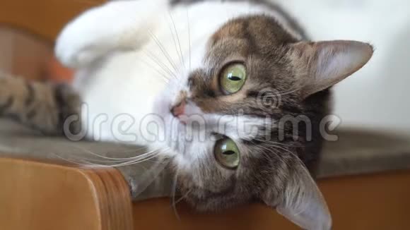 可爱的绿眼猫停在木椅上家猫肖像画视频的预览图
