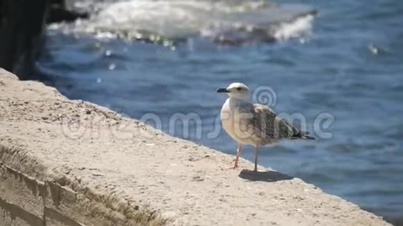 有趣的海鸥鸟站在海边近距离视频的预览图