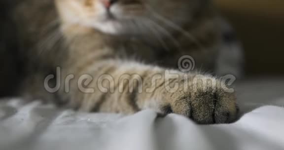 特写猫爪子英国猫视频的预览图