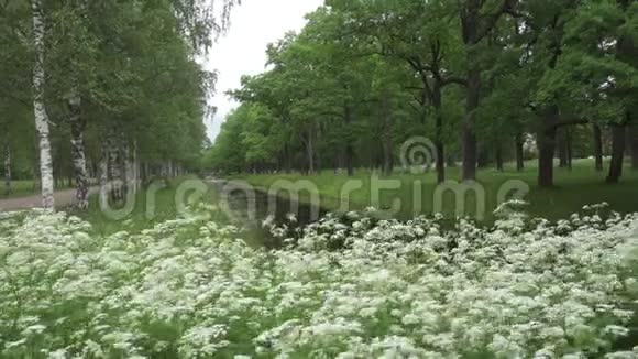 夏日花园桦树和橡树的通道与水一起生长前景中的白色花朵视频的预览图