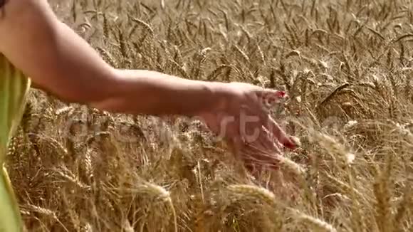 成熟麦穗中的女性手臂视频的预览图