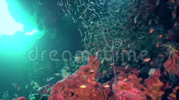 海底洞穴玻璃鱼学校视频的预览图
