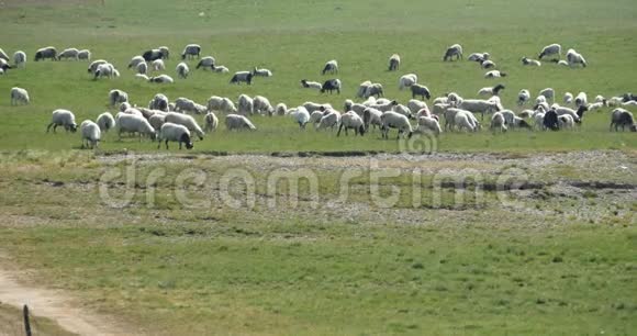 草原上有一群羊视频的预览图