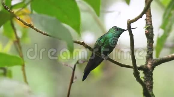 来自哥斯达黎加蒙特维德的一只绿色冠光辉蜂鸟视频的预览图