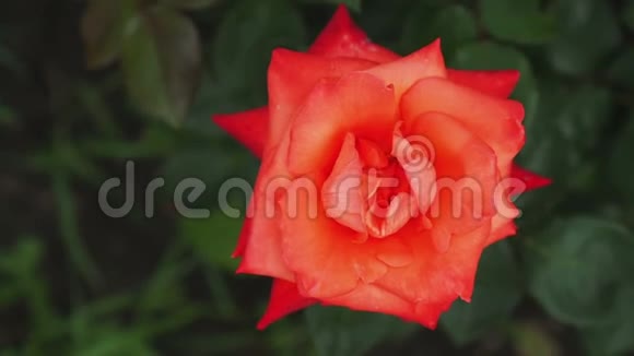 花园里盛开的玫瑰视频的预览图