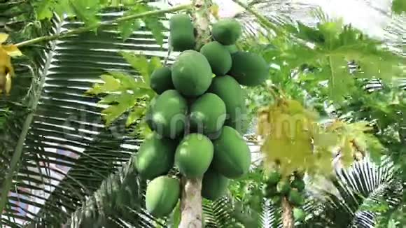 热带水果木瓜视频的预览图