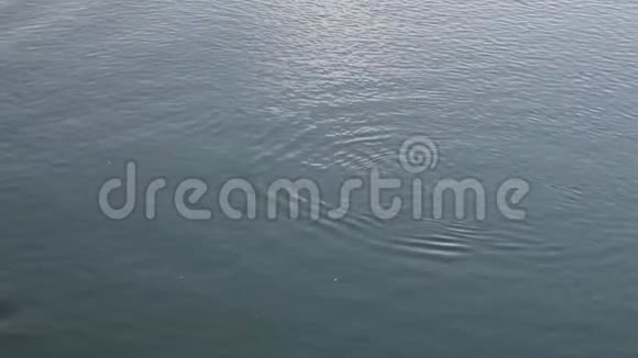海豚在春天的普吉特湾里游泳视频的预览图