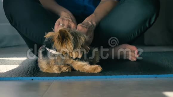女性坐在地板上的莲花位置抚摸着一只小猎犬视频的预览图