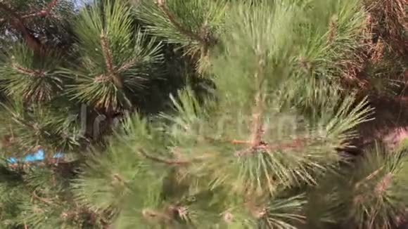 圣诞树树枝森林夏日假日颠簸详情视频的预览图