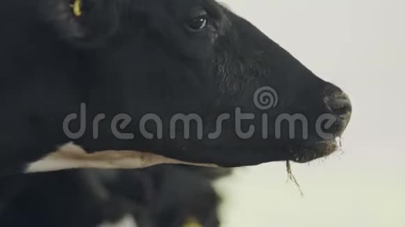 奶牛在奶牛场的大马厩里吃干草视频的预览图