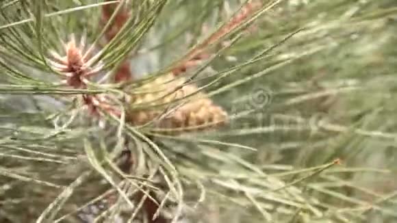 圣诞树树枝暑假树枝视频的预览图
