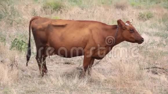 草地上的牛棕色的牧场嚼着一只草蝇视频的预览图