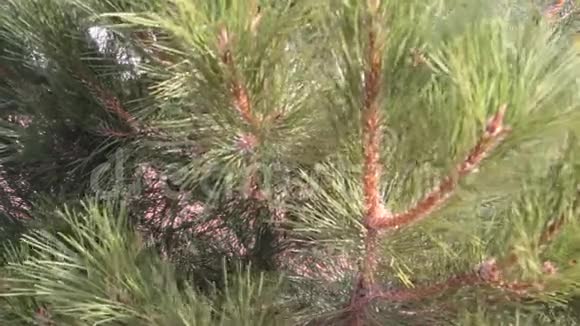 圣诞树树枝夏季颠簸细节视频的预览图