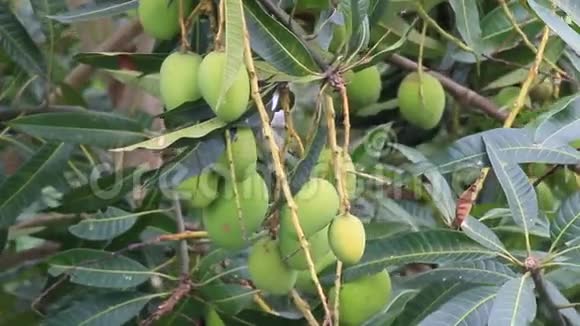 花园里树上的芒果视频的预览图